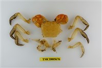 藏品(中型東方蟹)的圖片